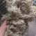 贵州优质水苔