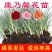康乃馨种苗小苗高杆重瓣地栽盆栽庭院种植四季开花不断