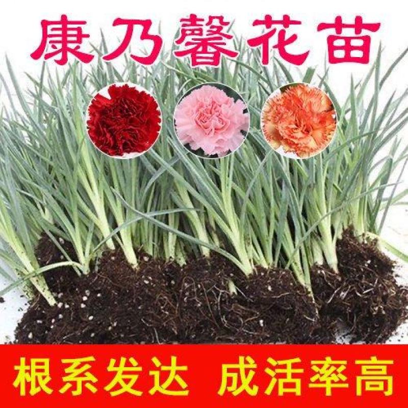 康乃馨种苗小苗高杆重瓣地栽盆栽庭院种植四季开花不断