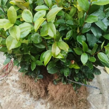 油茶树苗