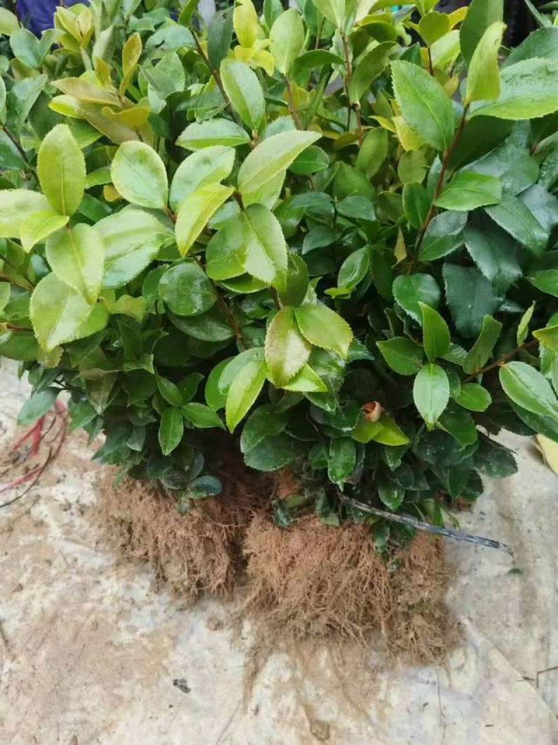 油茶树苗