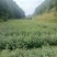 油茶树苗