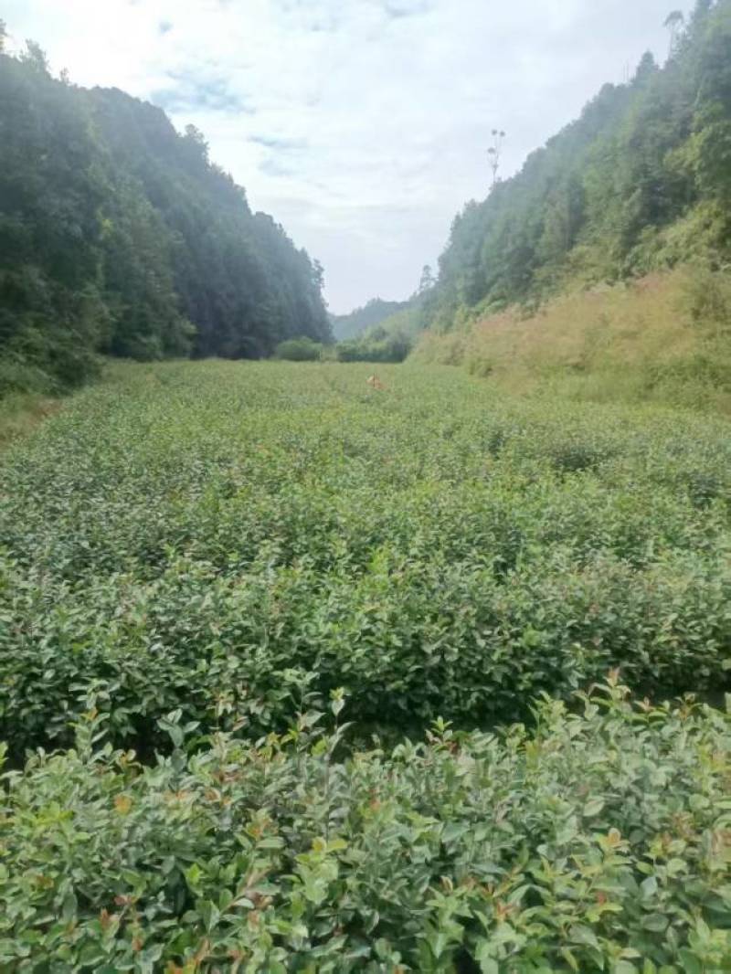 油茶树苗