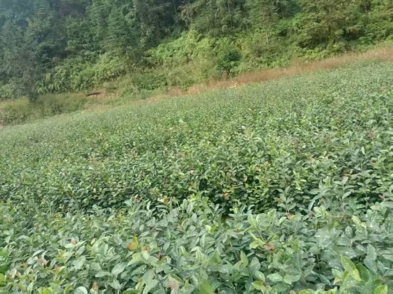 油茶树苗
