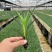 康乃馨种苗小苗高杆重瓣地栽盆栽庭院种植四季开花不断