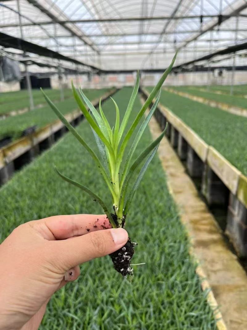 康乃馨种苗小苗高杆重瓣地栽盆栽庭院种植四季开花不断