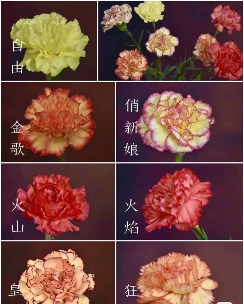 康乃馨种苗小苗高杆重瓣地栽盆栽庭院种植四季开花不断