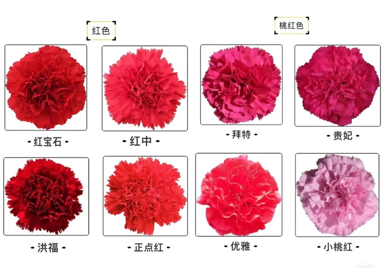 康乃馨种苗小苗高杆重瓣地栽盆栽庭院种植四季开花不断