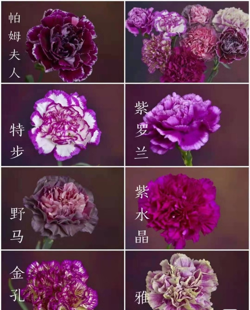 康乃馨种苗小苗高杆重瓣地栽盆栽庭院种植四季开花不断