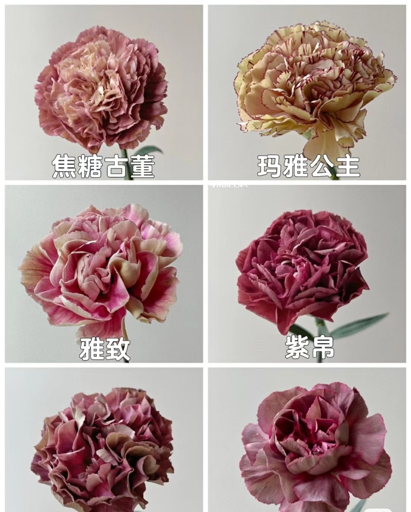 康乃馨种苗小苗高杆重瓣地栽盆栽庭院种植四季开花不断