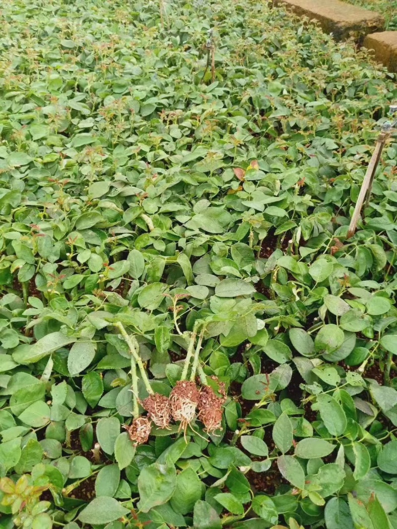 黄玫瑰苗金枝玉叶月季苗大花品种鲜切花绿化盆栽苗工程苗