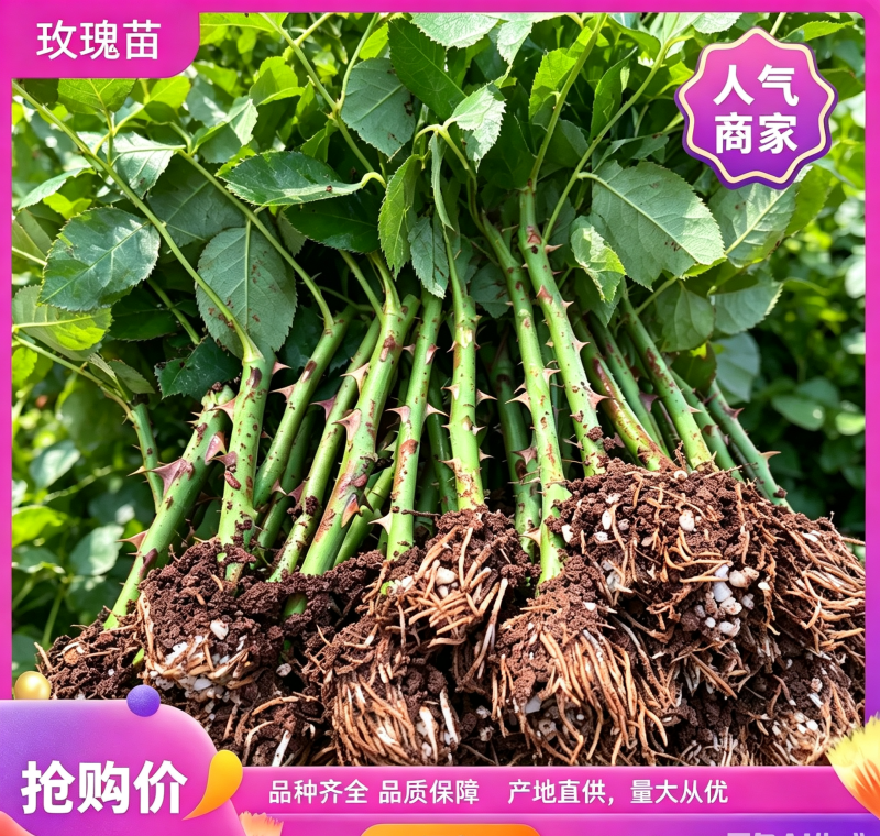 黄玫瑰苗金枝玉叶月季苗大花品种鲜切花绿化盆栽苗工程苗