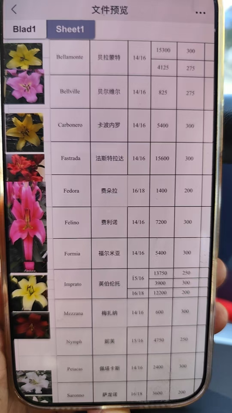 荷兰进口百合种球重瓣香水切花百合盆栽大花庭院种植浓香