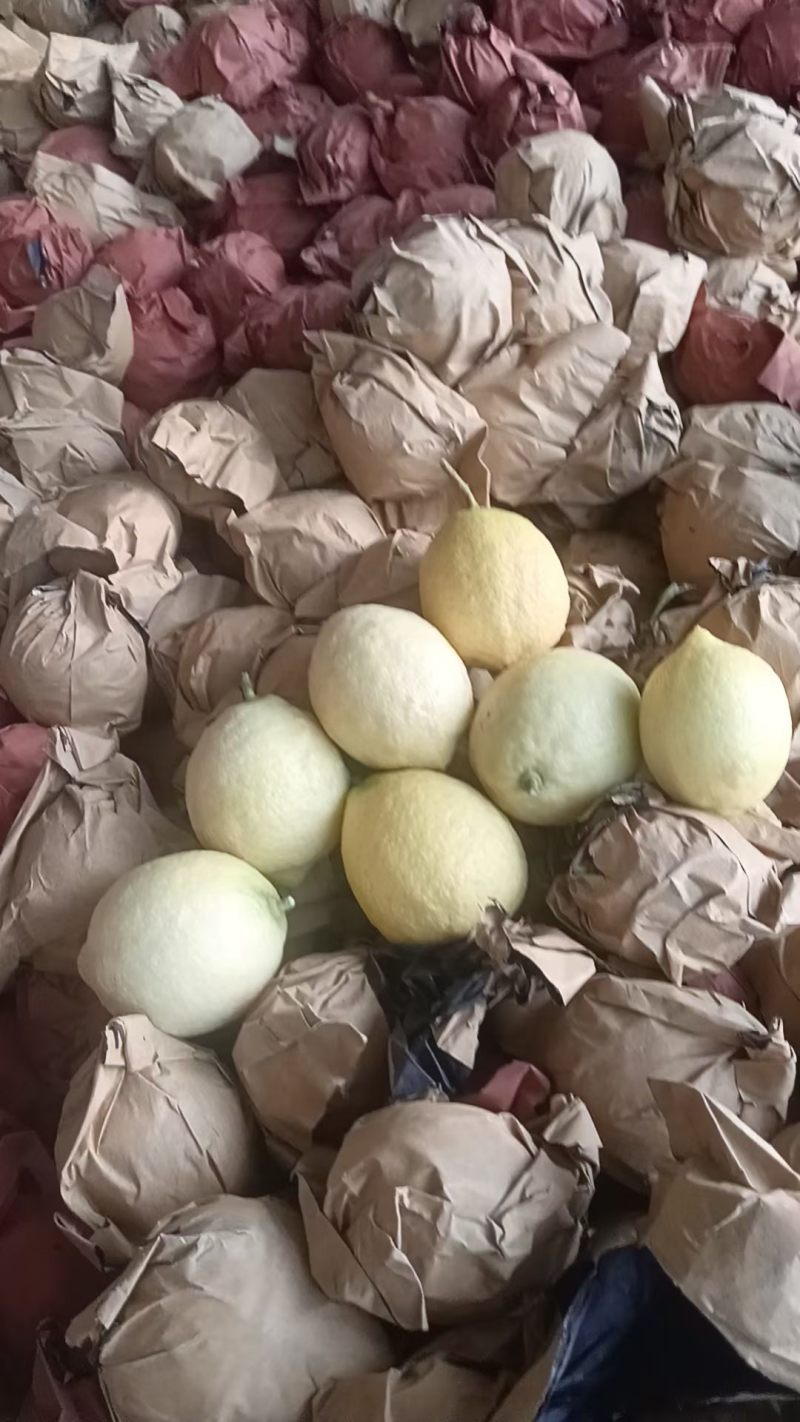 阳光好柠，地道尤力克