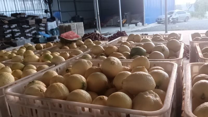 阳光好柠，地道尤力克