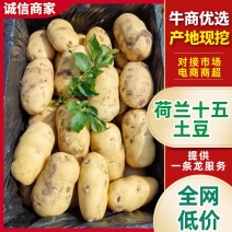黄皮黄心土豆荷兰十五土豆规格齐全一手货源品质保证