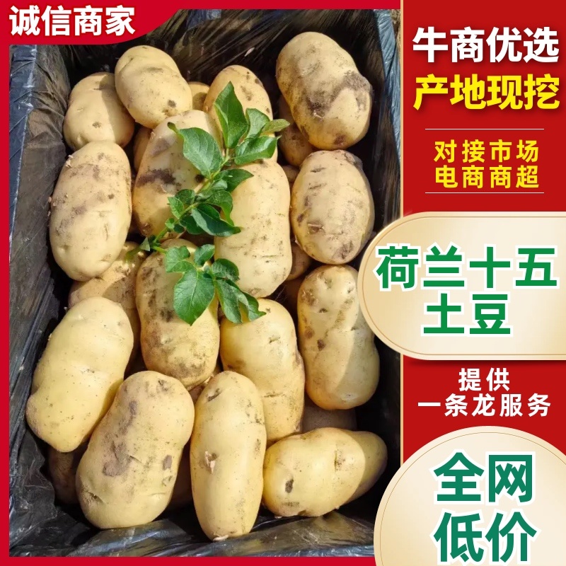 黄皮黄心土豆荷兰十五土豆规格齐全一手货源品质保证