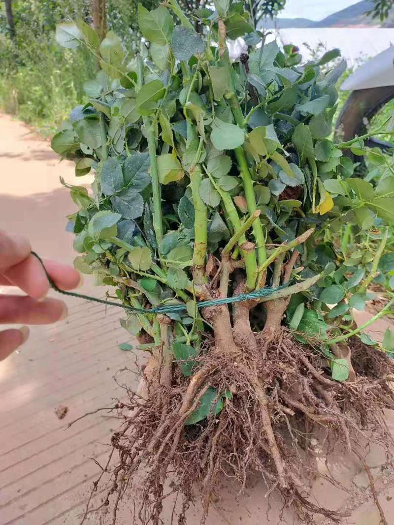 3年玫瑰月季大苗老桩苗爬藤月季老桩大花鲜切花苗绿化工程