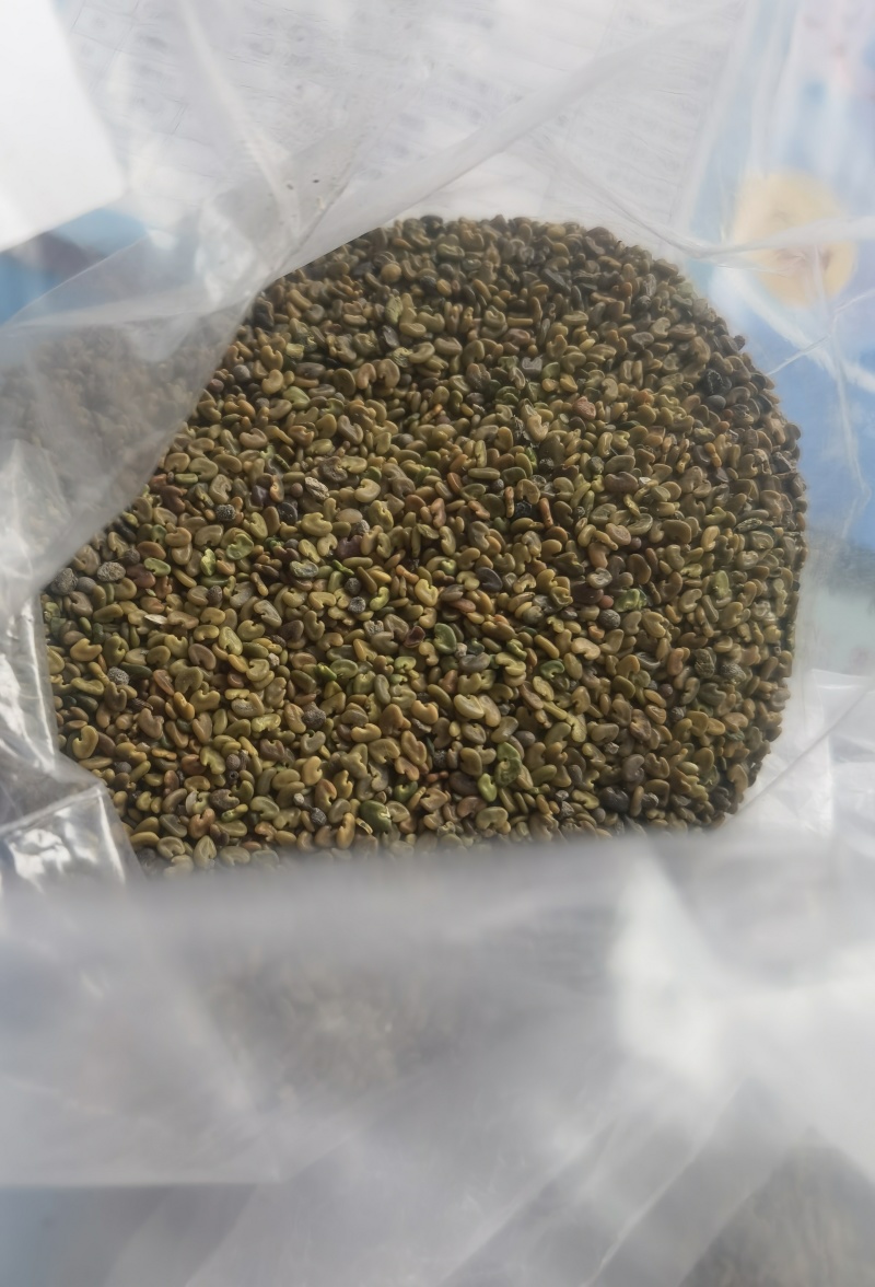 大量出售紫云英种子