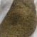 大量出售紫云英种子