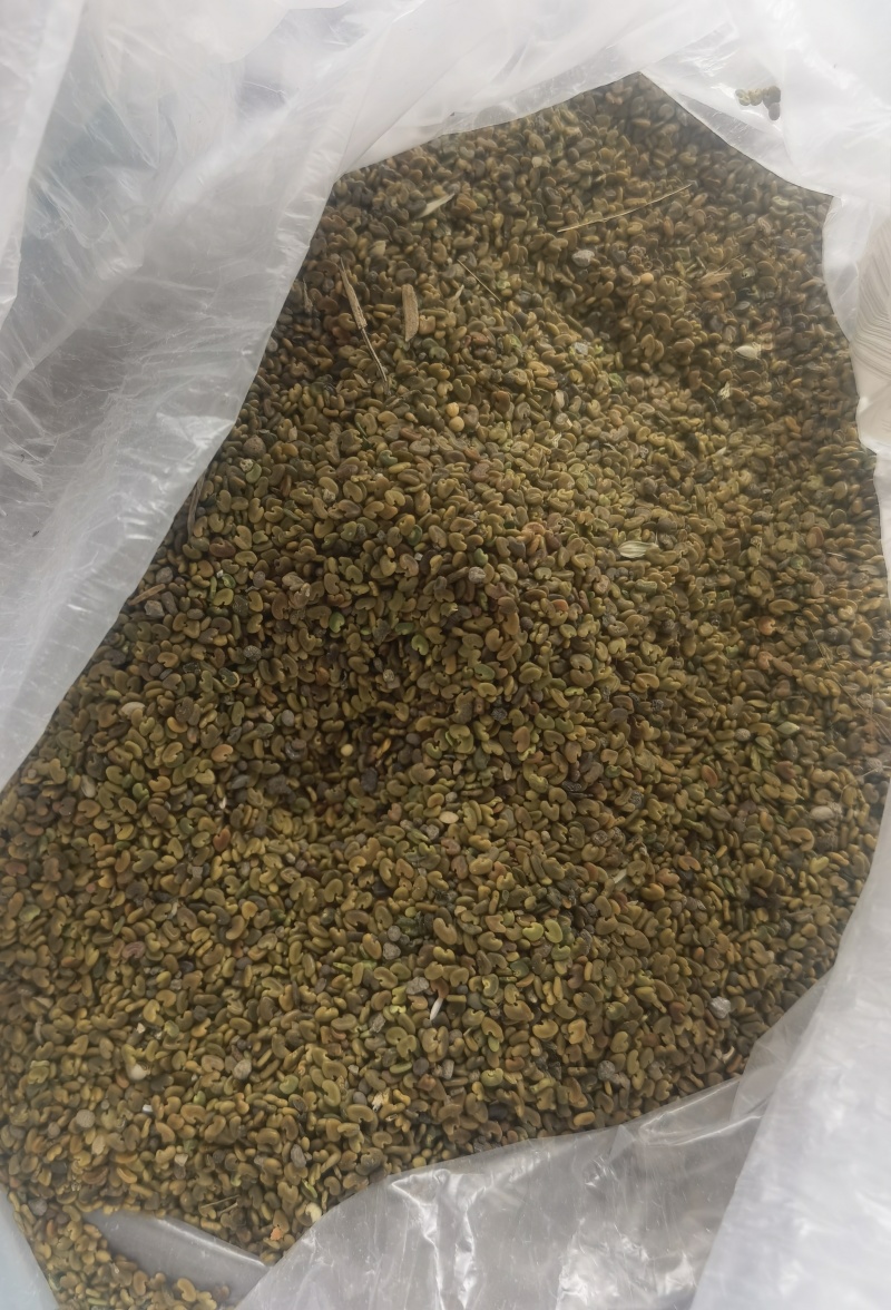 大量出售紫云英种子