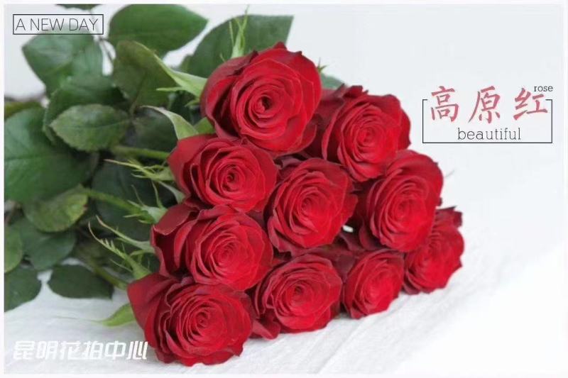 3年玫瑰月季大苗老桩苗爬藤月季老桩大花鲜切花苗绿化工程