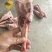 羊金刚,羊小腿全国发货
