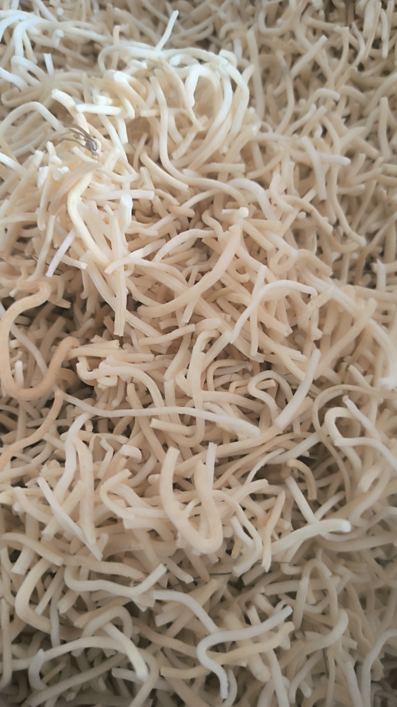 灯心草批发灯心草产地直销质量保证量大从优