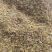 大量出售紫云英种子