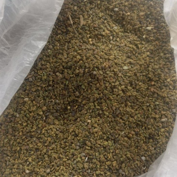 大量出售紫云英种子