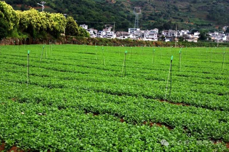 大叶香菜25-28公分以上