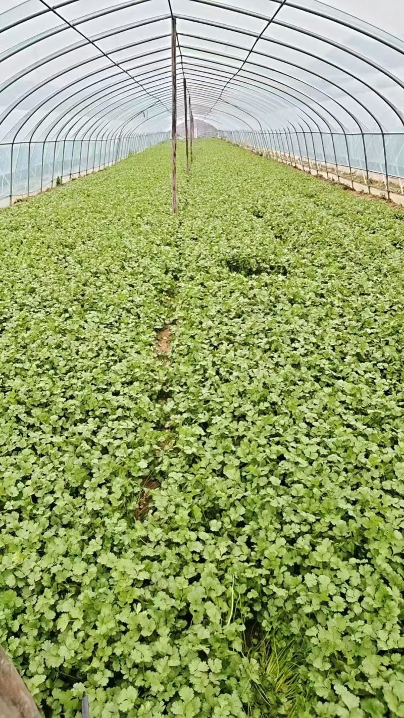 刚成熟的有需要25公分以上菜的老板们抓紧联系，价格美丽
