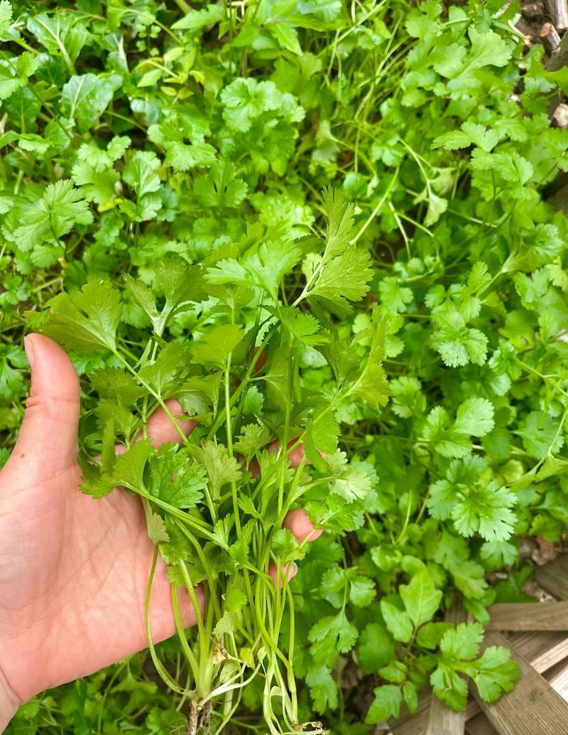 香菜，山西运城，大量供货，欢迎老板合作