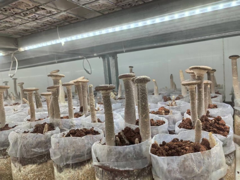新鲜食用猪肚菇大伞菌库房种植食用菌种植基地直发