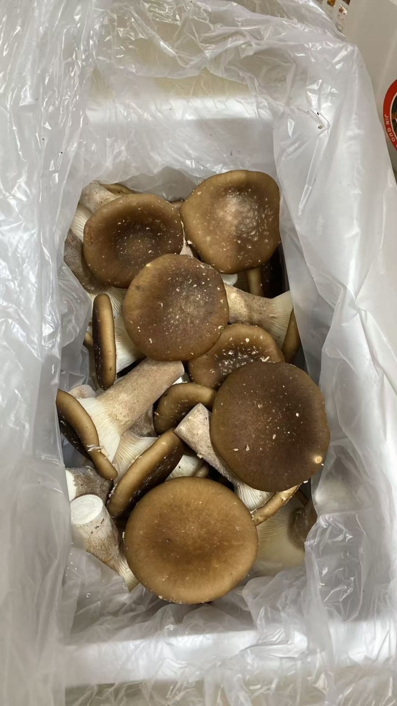 新鲜食用猪肚菇大伞菌库房种植食用菌种植基地直发