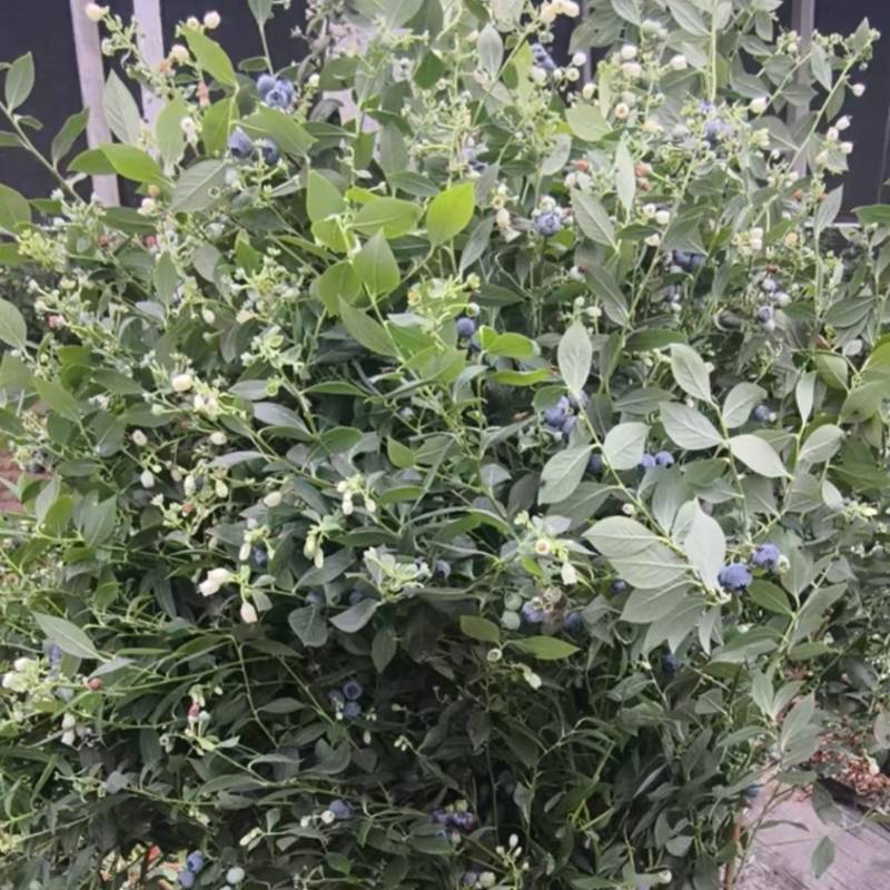 云雀蓝莓高1米56口感脆甜带花带果对接批发