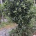 云雀蓝莓高1米56口感脆甜带花带果对接批发