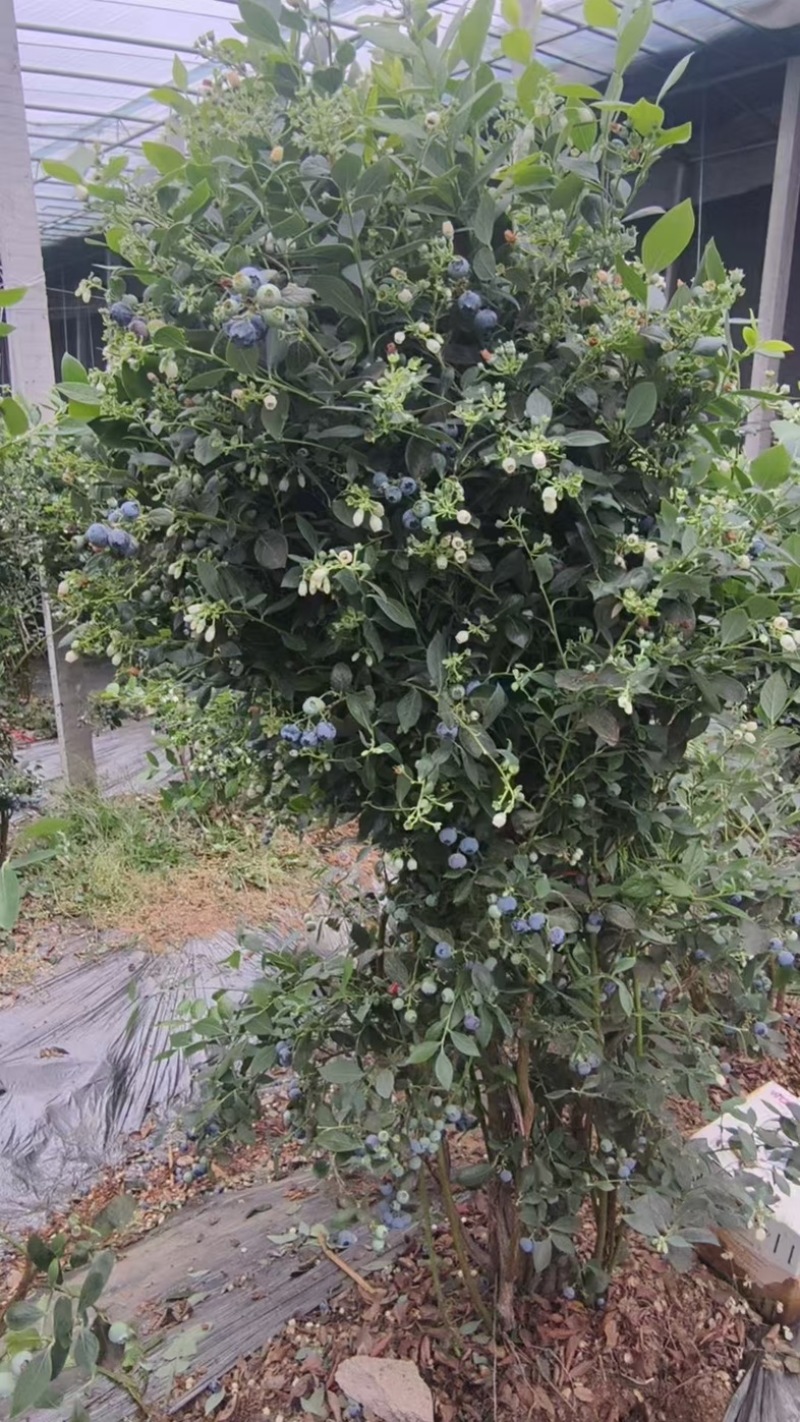 云雀蓝莓高1米56口感脆甜带花带果对接批发