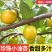 《珍珠小白杏》油杏【电商平台团购批发】现货供应/全国发