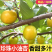 油杏/小白杏【电商平台团购代发】新鲜速发/可全国发货