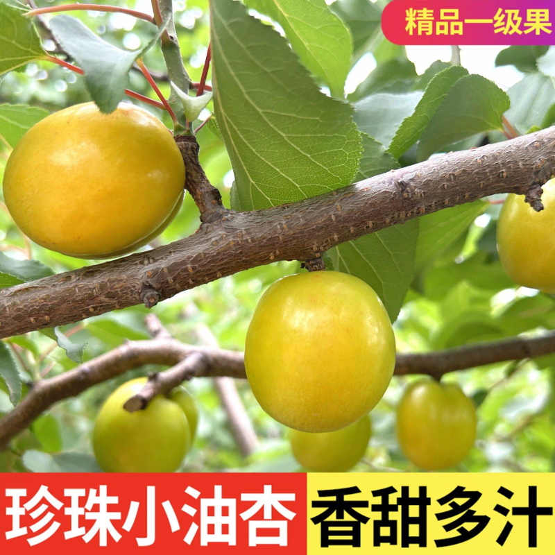 油杏/小白杏【电商平台团购代发】新鲜速发/可全国发货