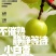 新疆轮台县阳霞镇小白杏