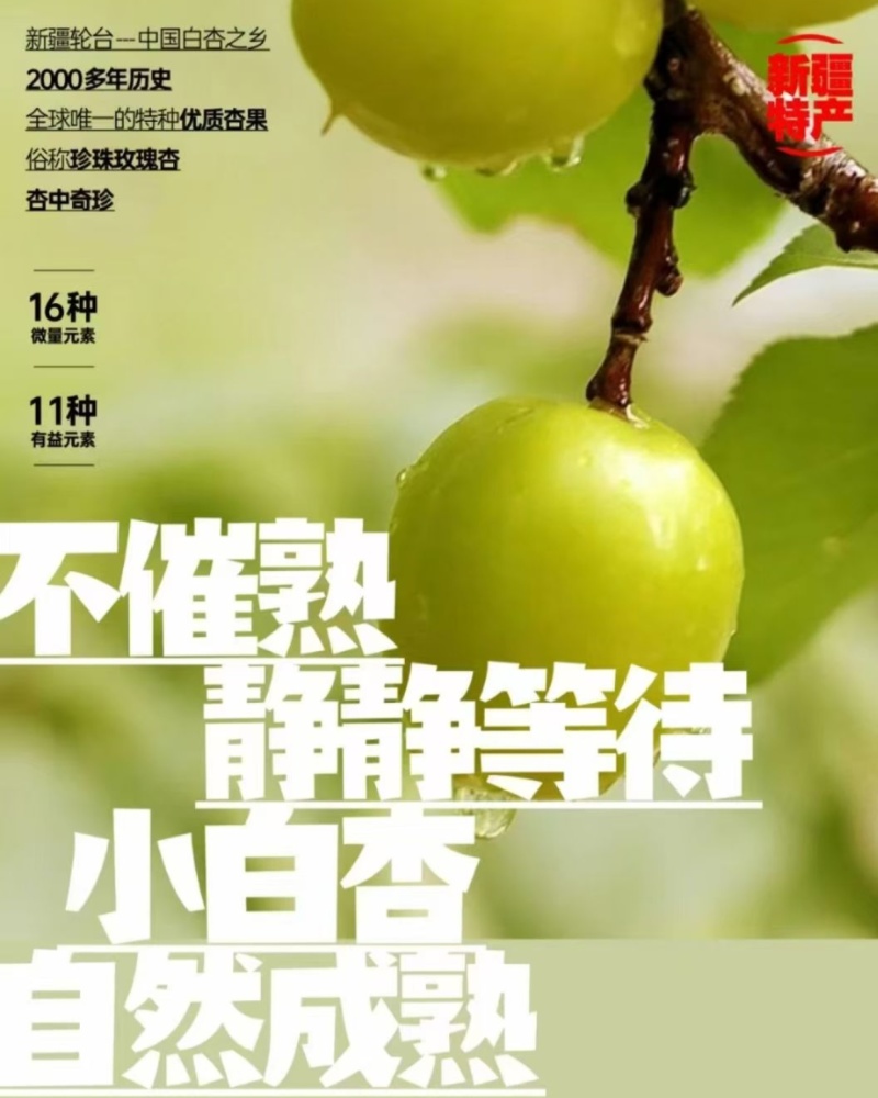 新疆轮台县阳霞镇小白杏