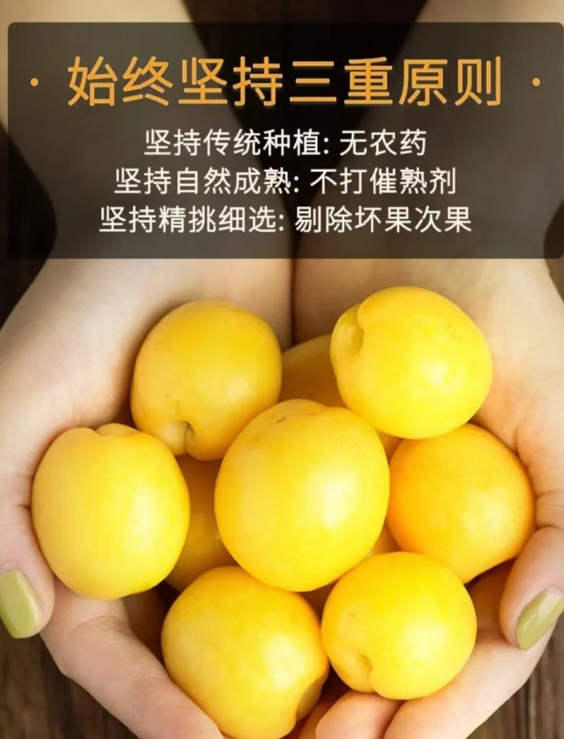 新疆轮台县阳霞镇小白杏