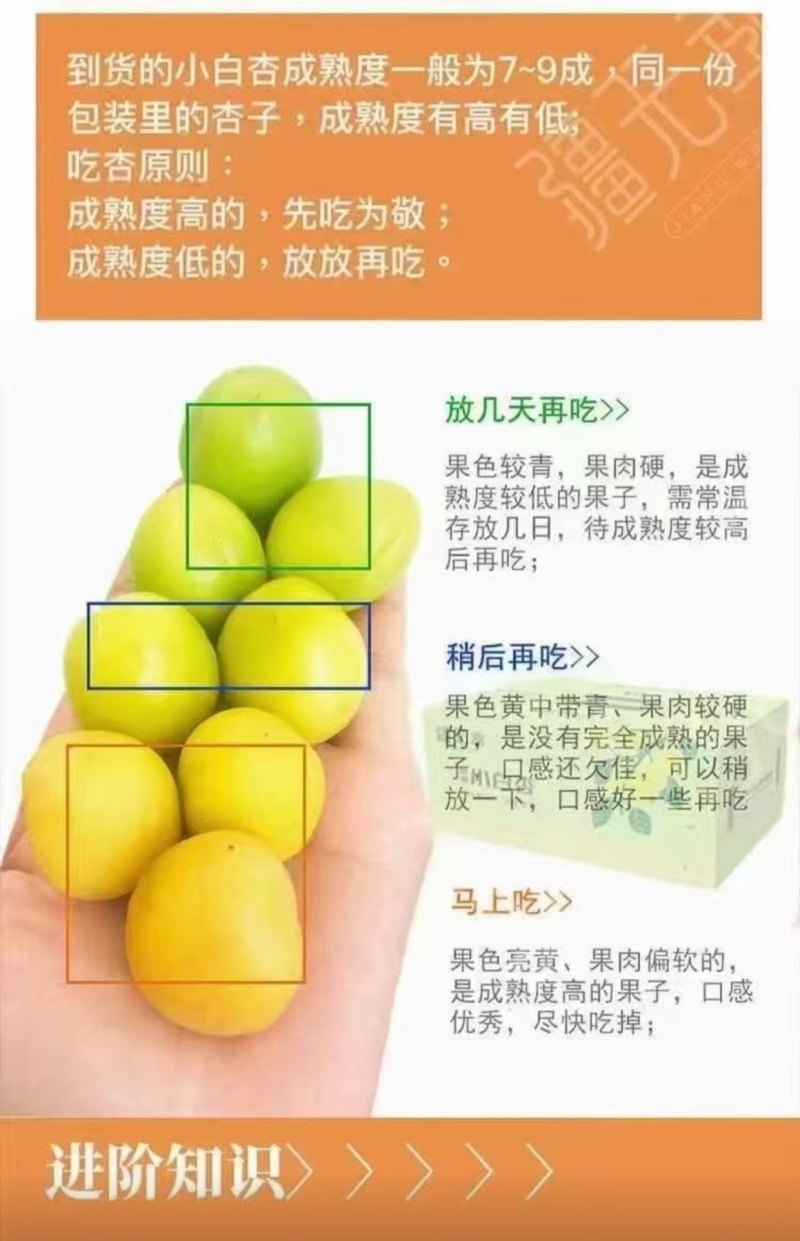 新疆轮台县阳霞镇小白杏
