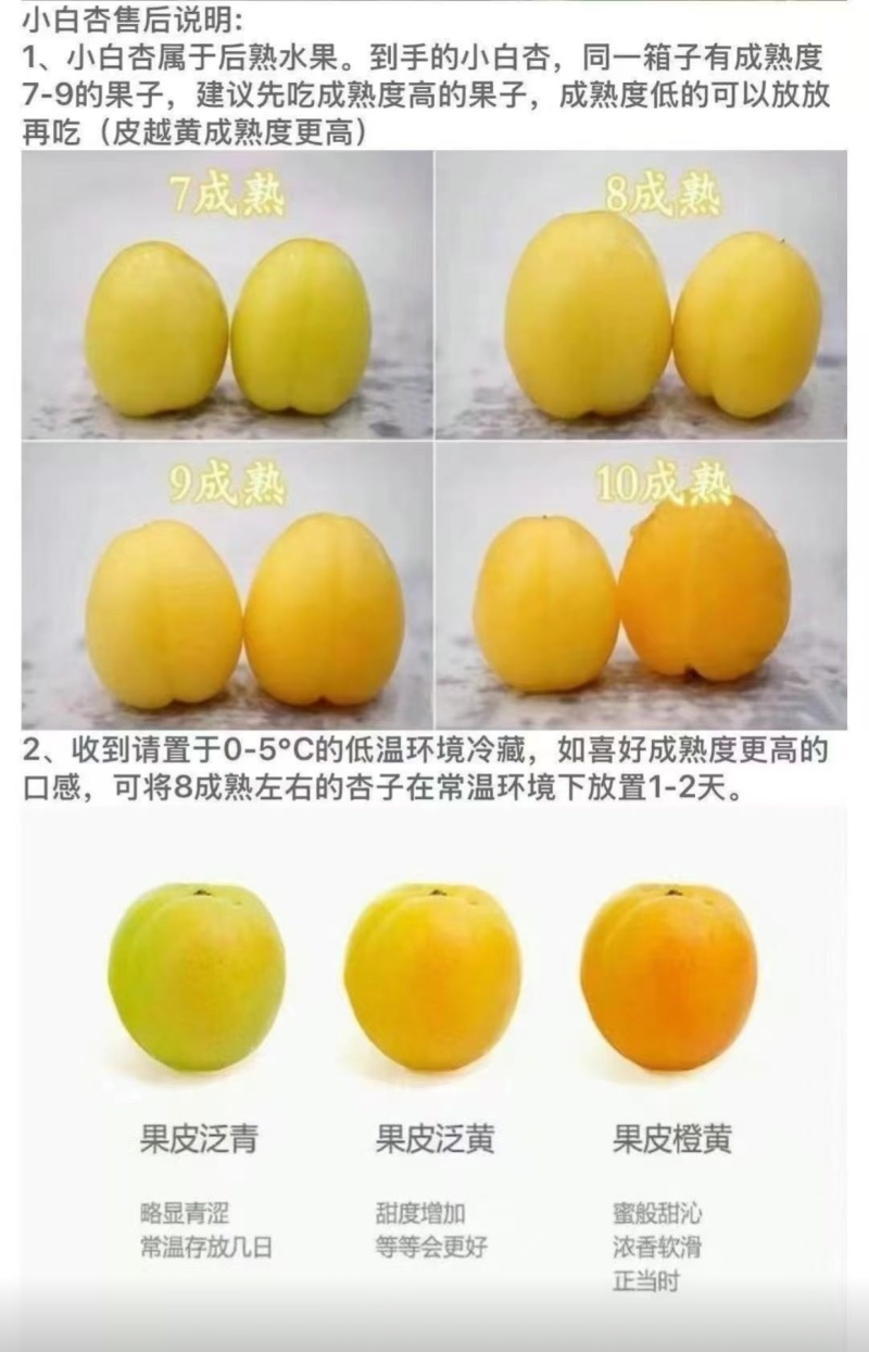 新疆轮台县阳霞镇小白杏
