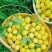 新疆轮台县阳霞镇小白杏
