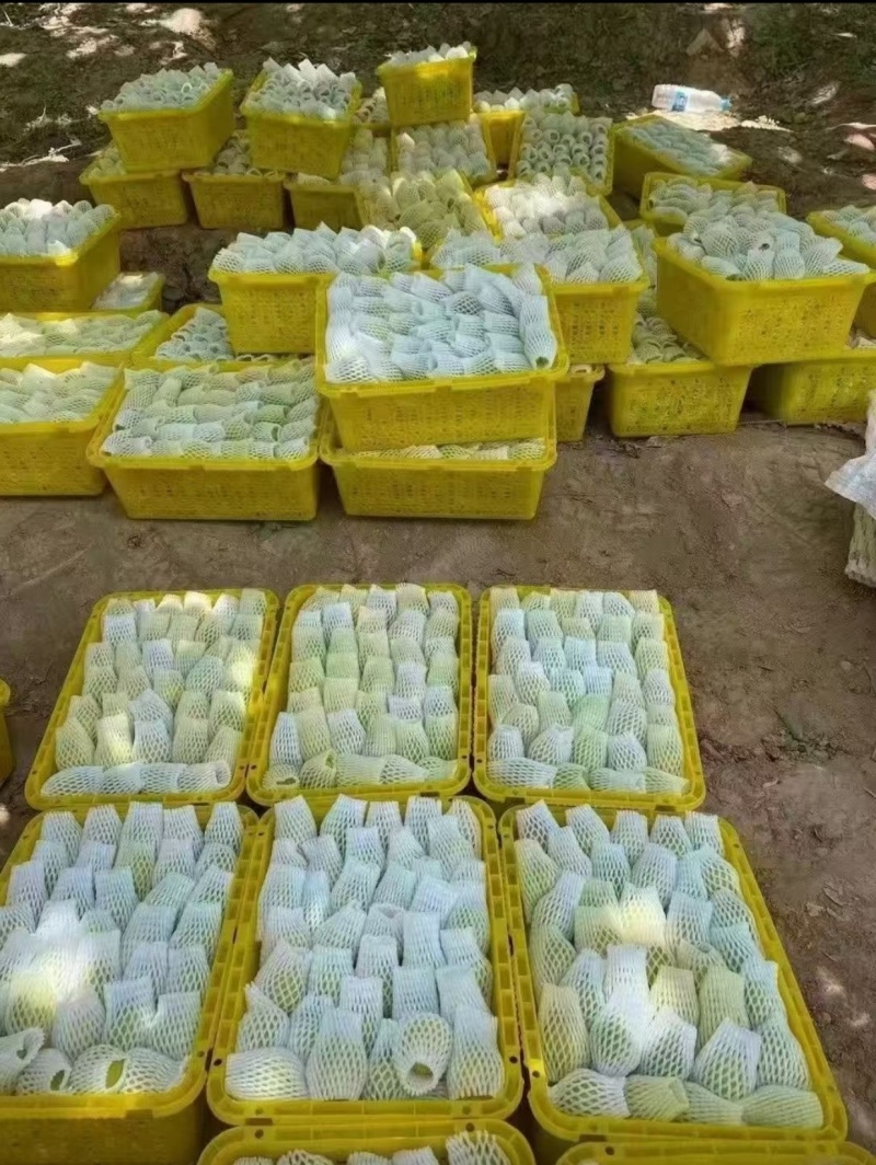 新疆轮台县阳霞镇小白杏