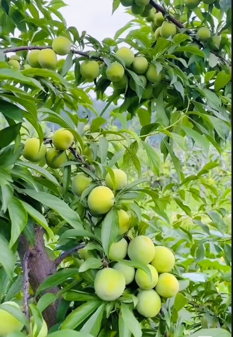 贵州六马清脆李脱骨李