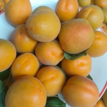 金太阳杏